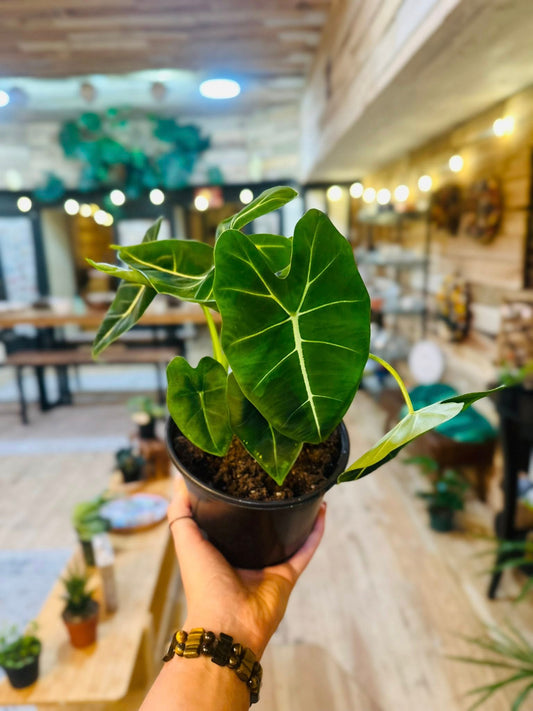 6" Alocasia Frydek