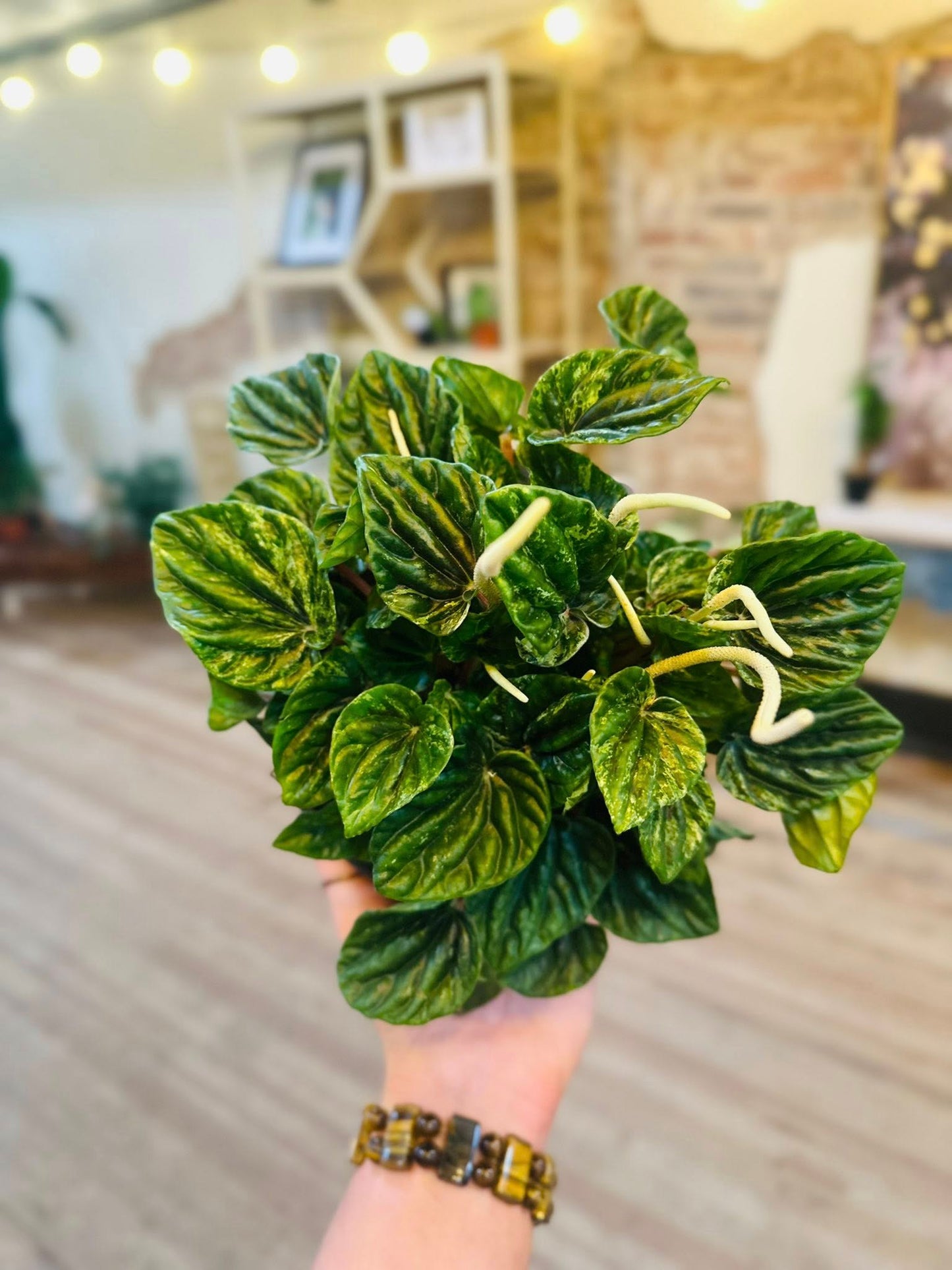 6" Peperomia Buenos Aires