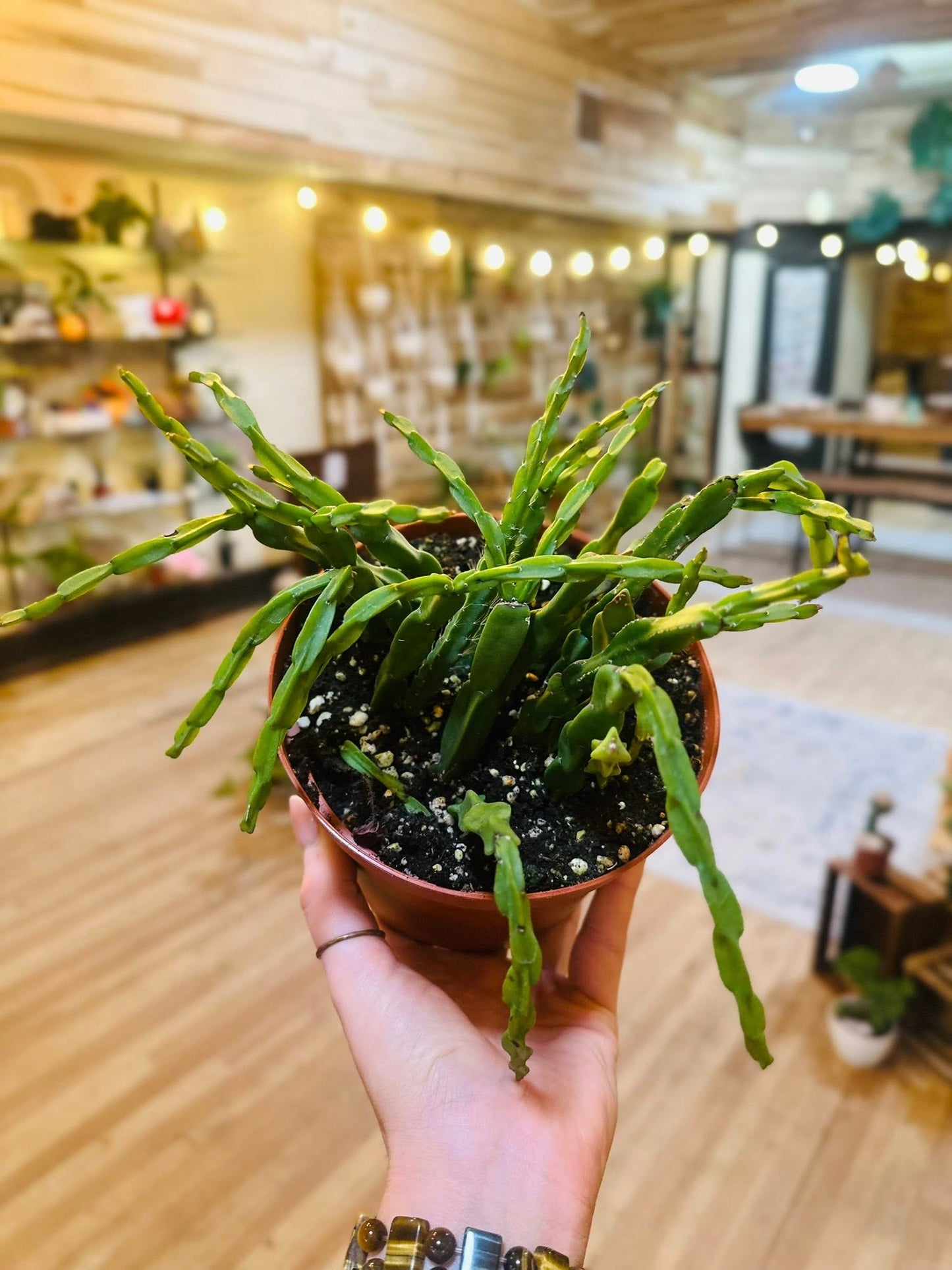 6" Rhipsalis Sulcata