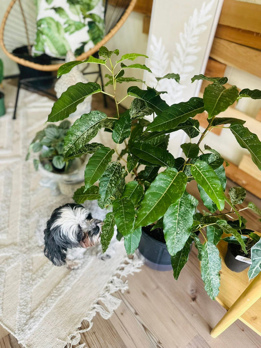 10" Ficus Aspera