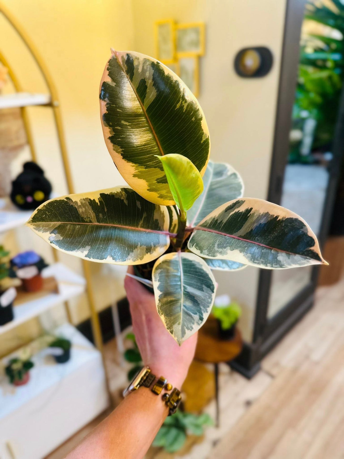 5" Ficus Tineke