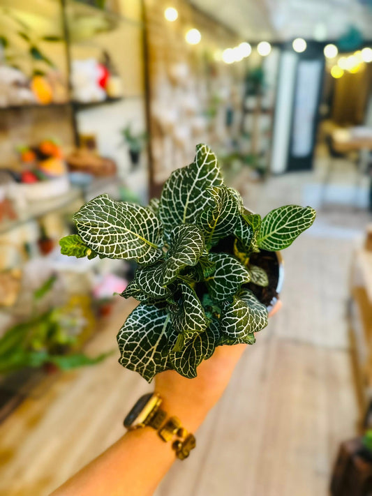 4" Fittonia White