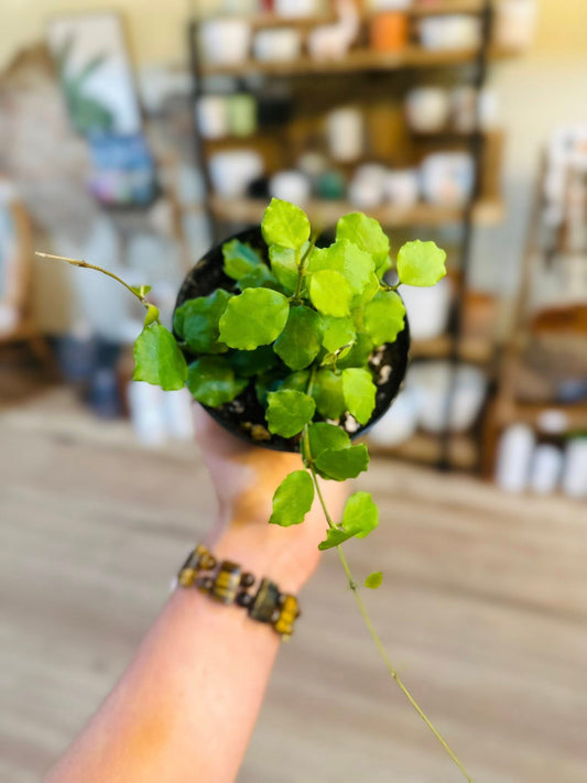 4" Hoya Endauensis