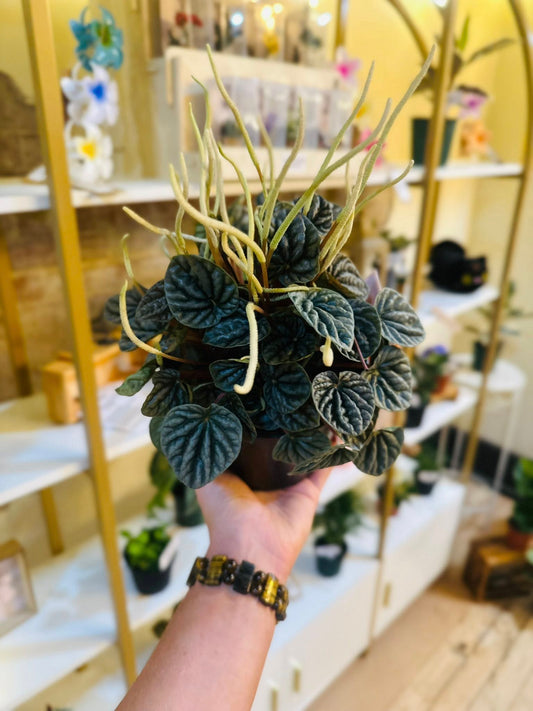 6" Peperomia Silver Ripple
