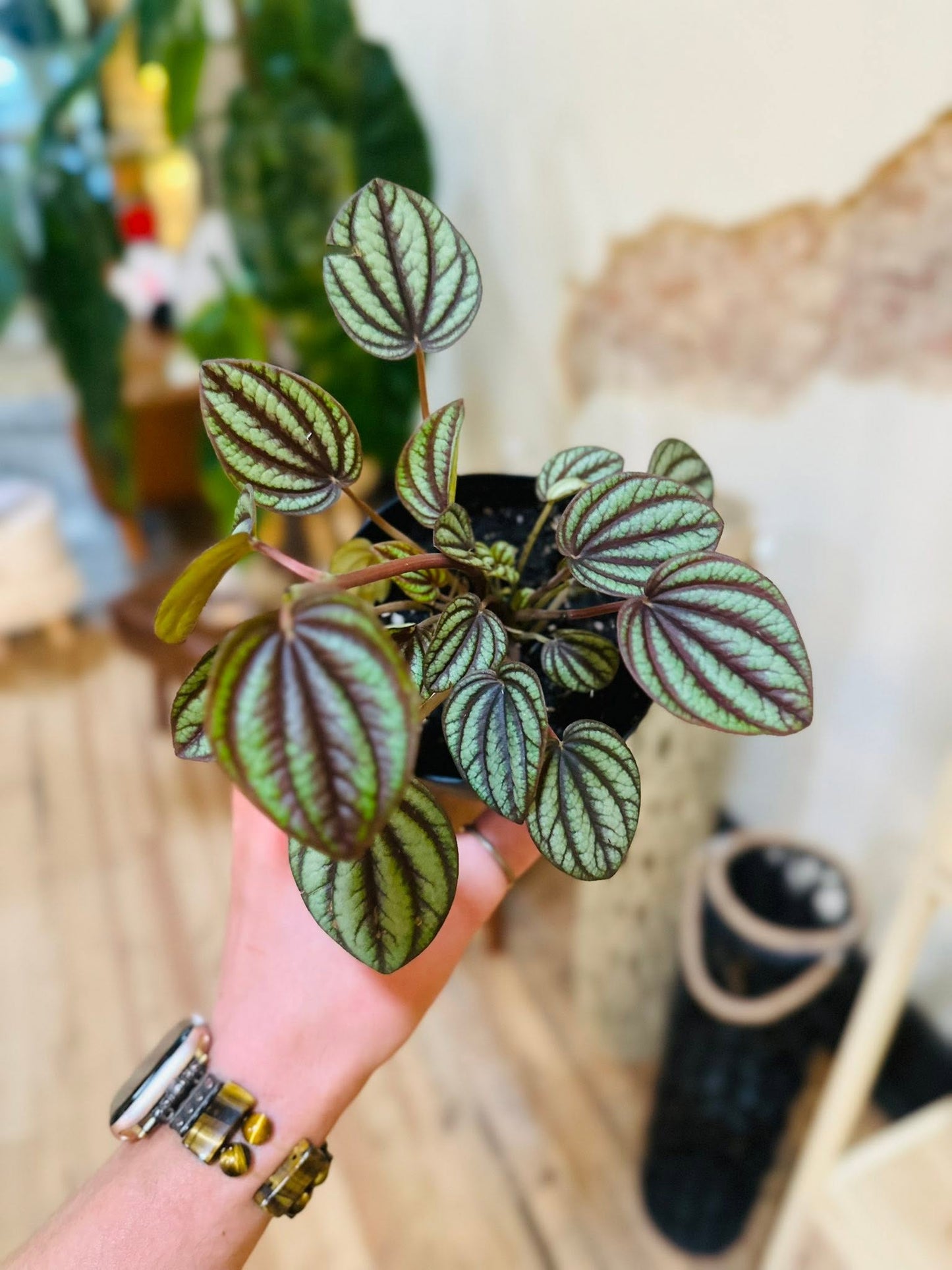 4" Peperomia Piccolo Banda