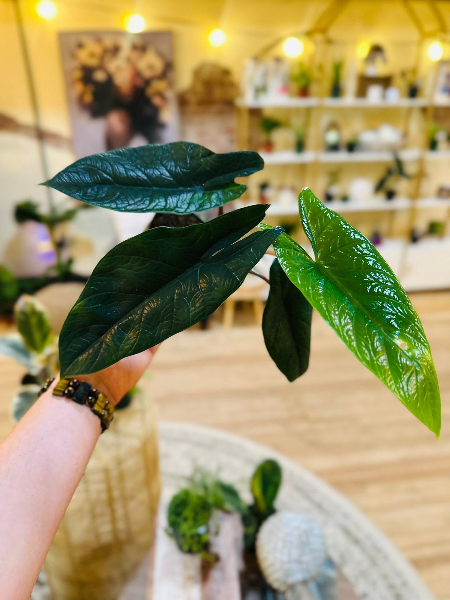 4" Alocasia Scalprum