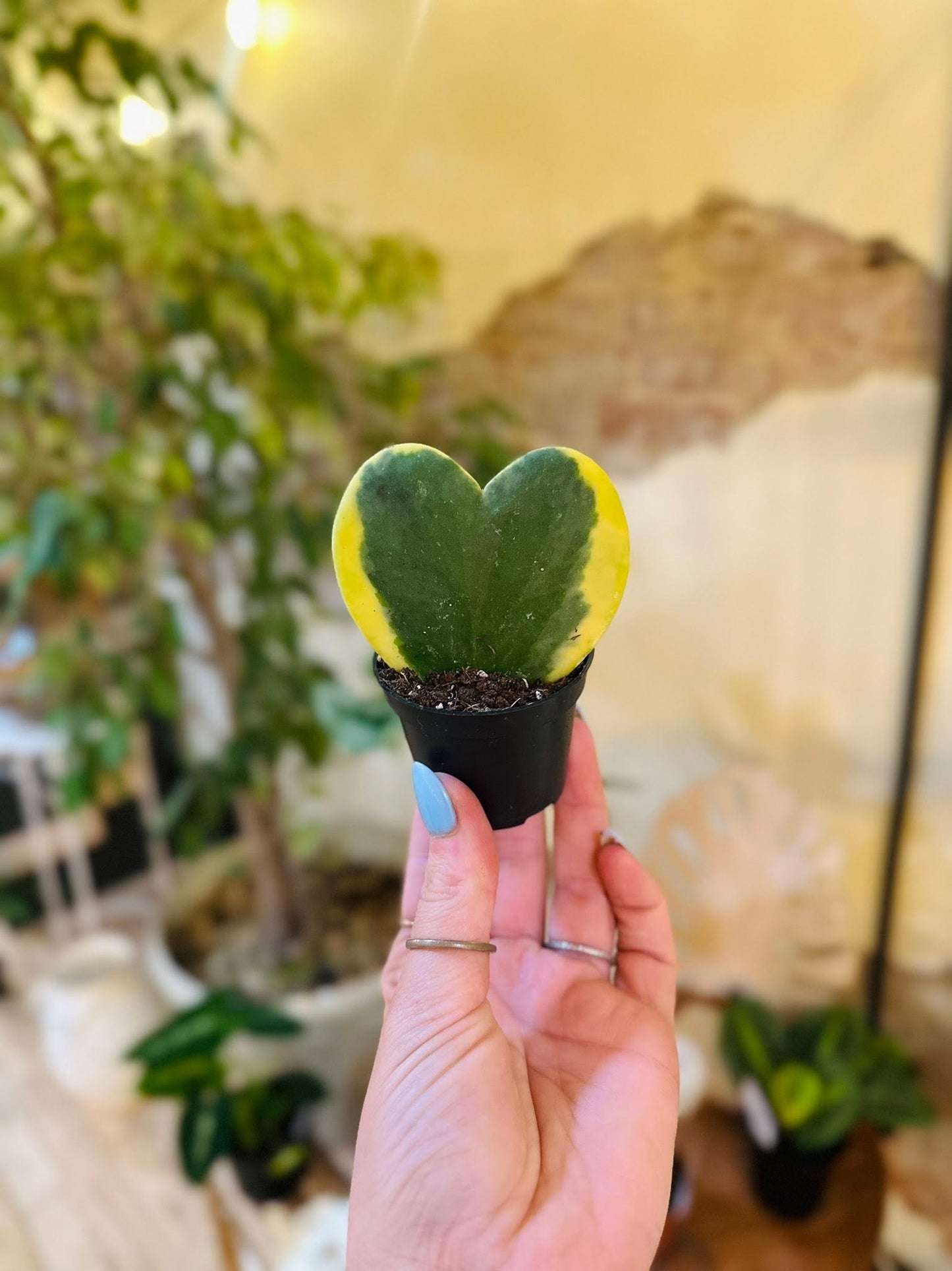 2" Hoya Kerrii Variegated