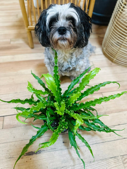 6" Victoria Fern