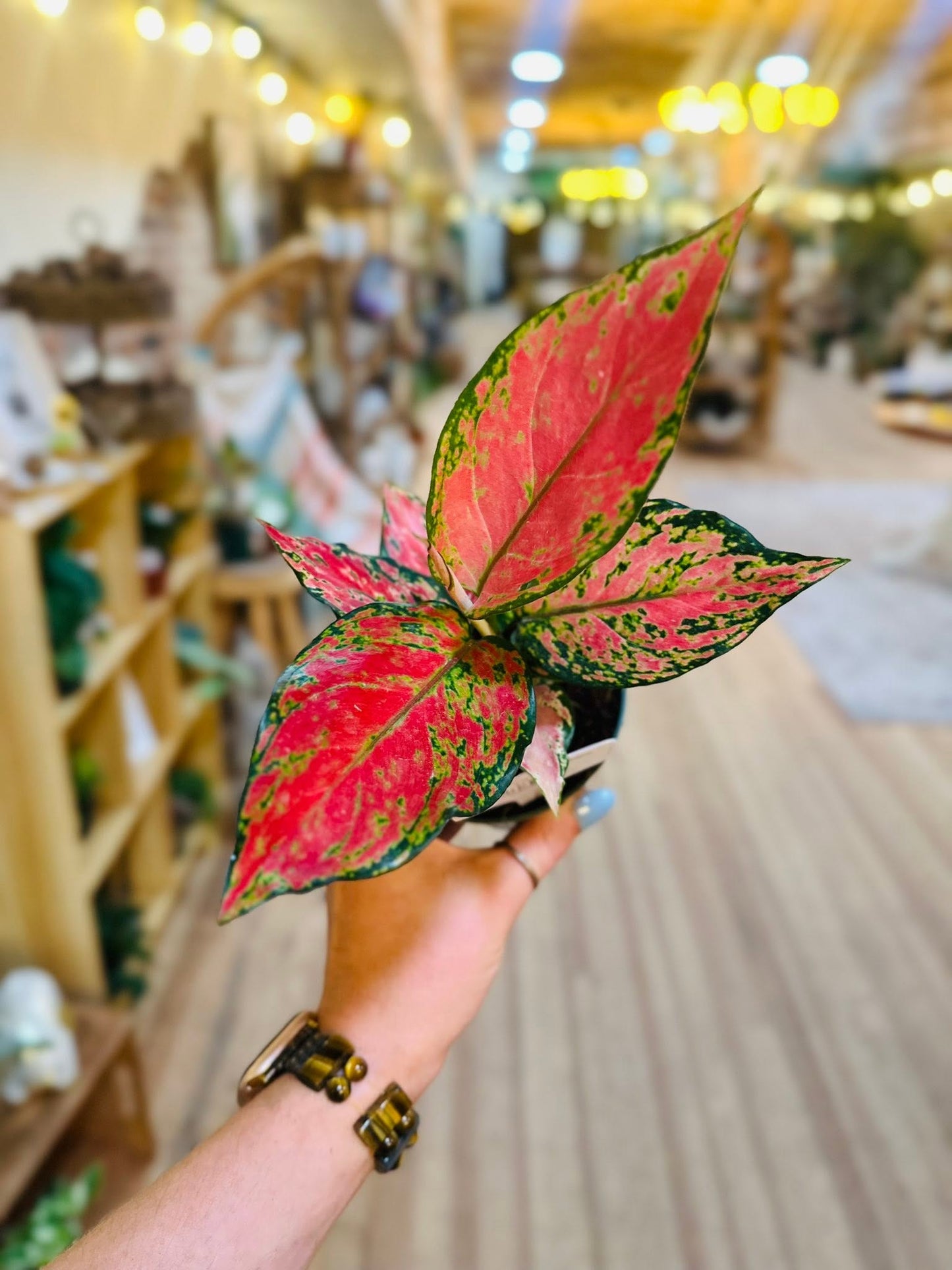 4" Aglaonema Red Valentine