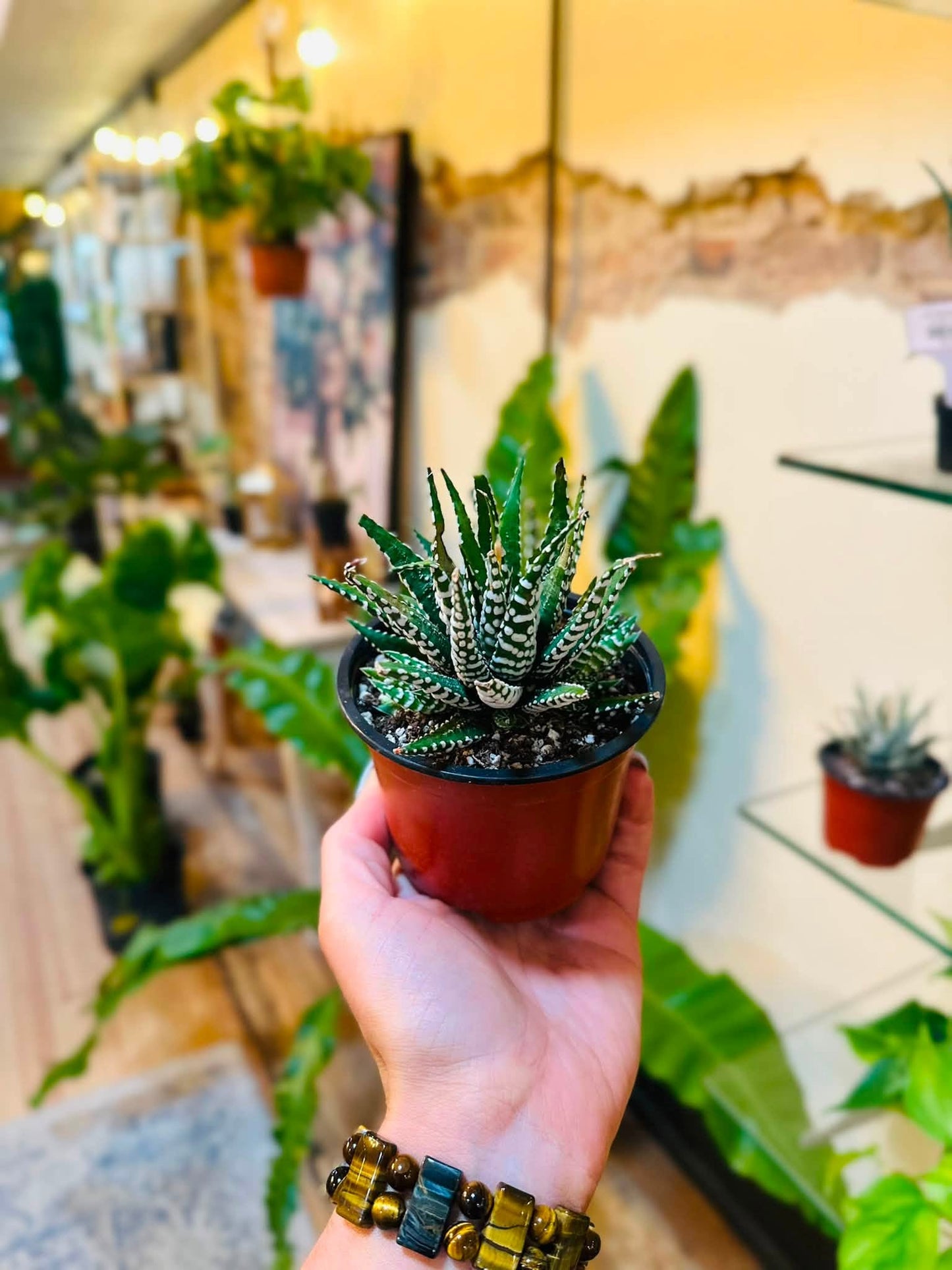 4" Haworthia Super White