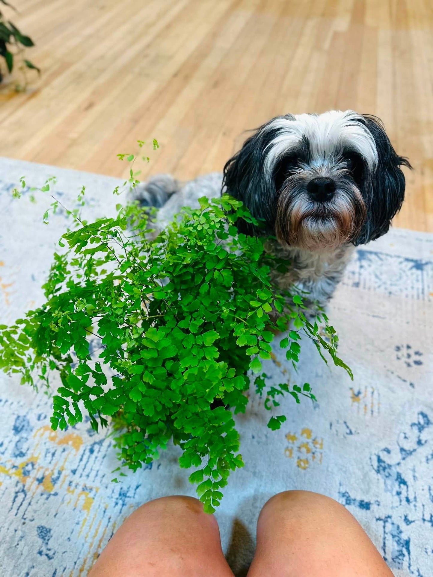 6" Maidenhair Fern