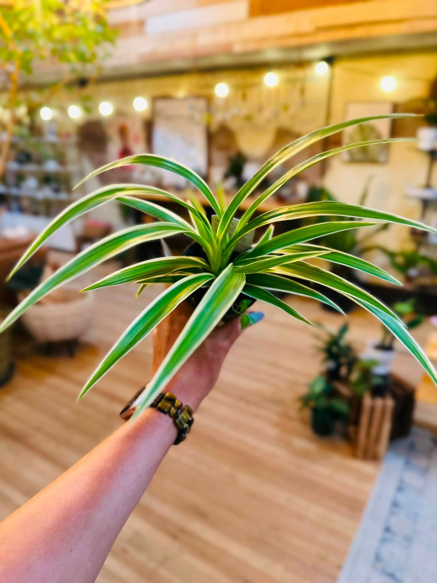 4" Spider Plant