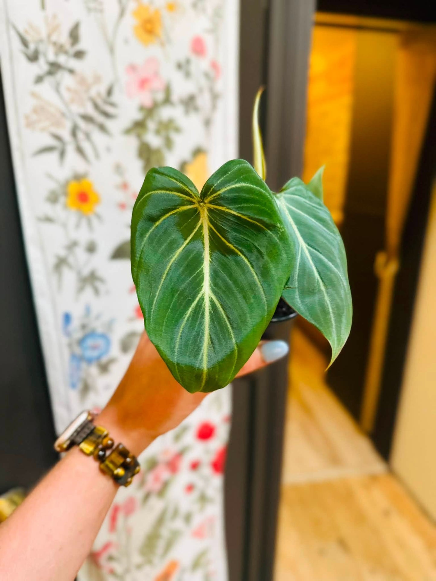 4" Philodendron Gloriosum