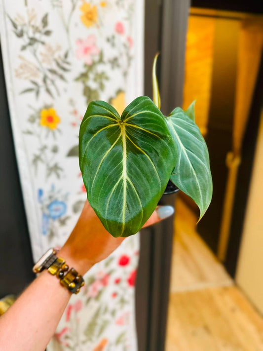 4" Philodendron Gloriosum