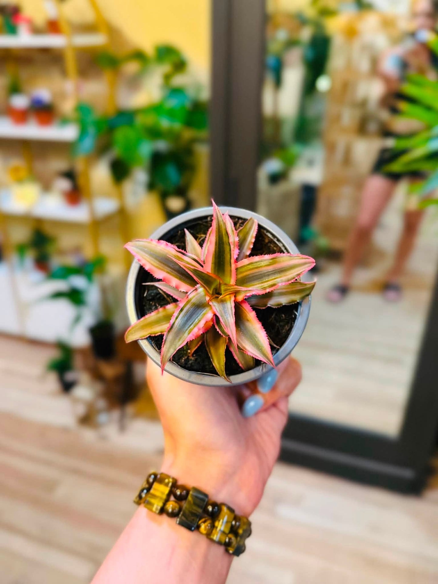 4" Cryptanthus