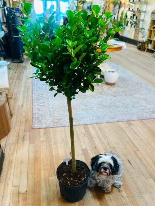 10" Ficus Moclame