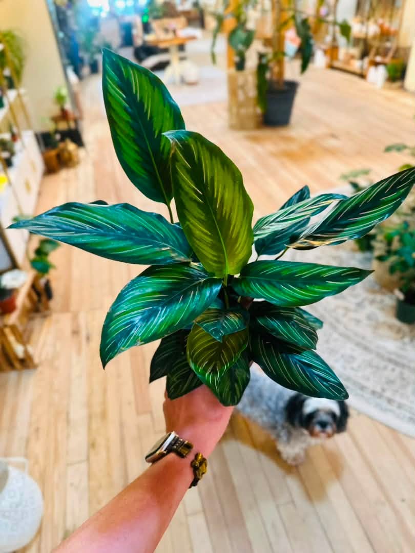 4" Calathea Beauty Star