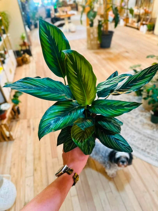 4" Calathea Beauty Star