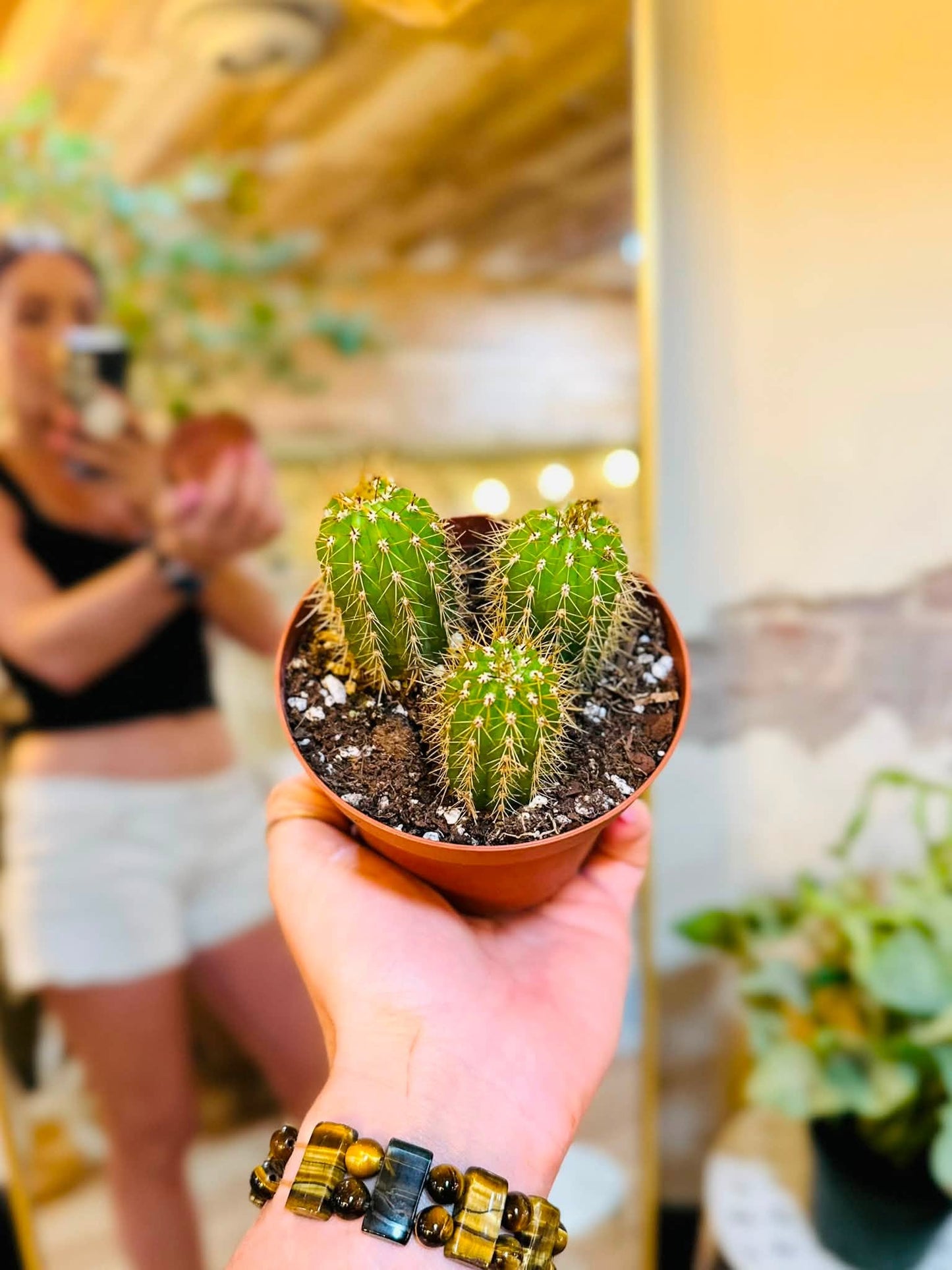 4" Sun Goddess Cactus
