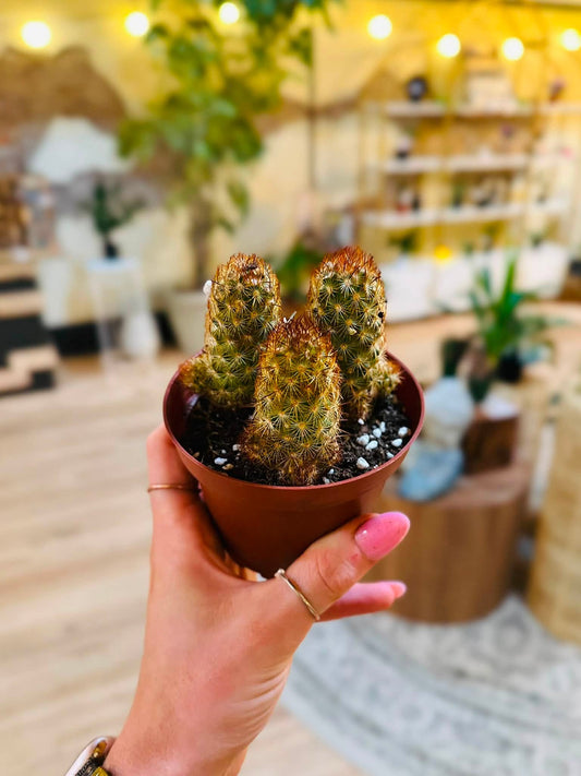 4" Lady Finger Cactus