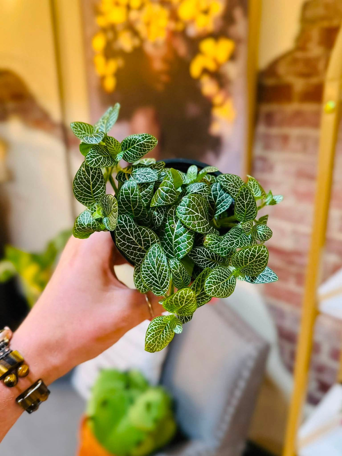 4" White Fittonia