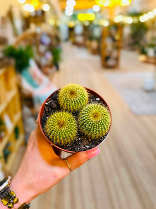 4" Golden Ball Cactus