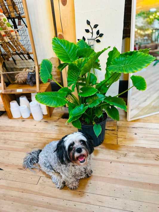10" Alocasia Odora