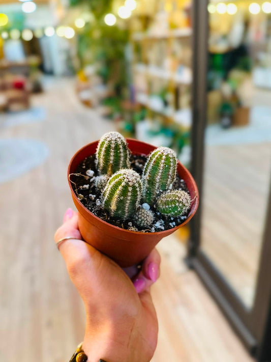 4" Peanut Cactus