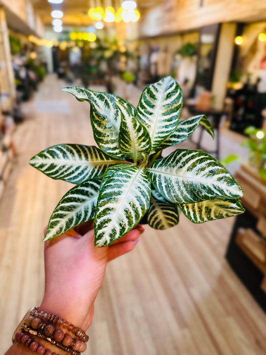 4" Aphelandra Snow White