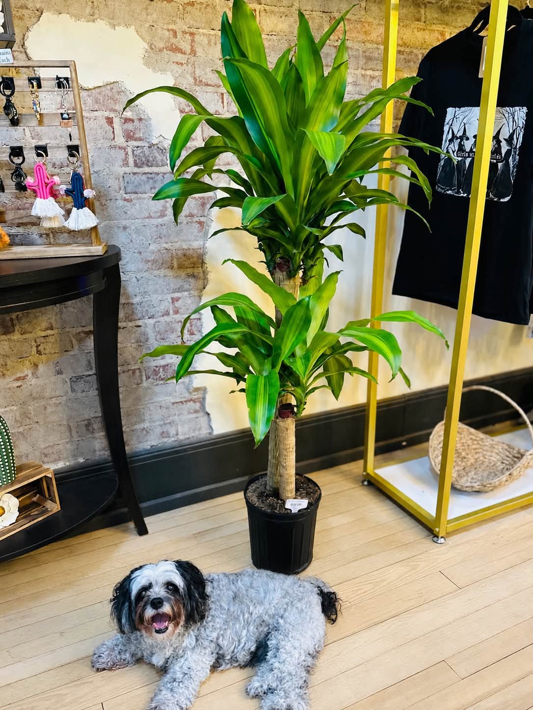 10" Dracaena Mass Cane