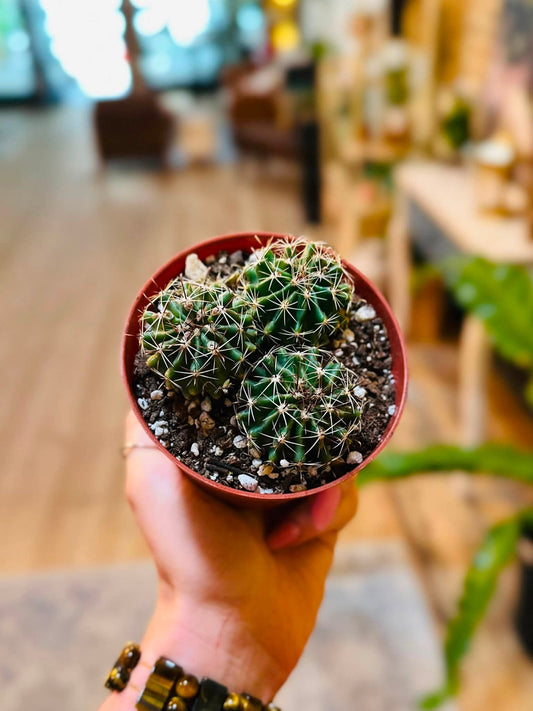 4" Sonora Barrel Cactus
