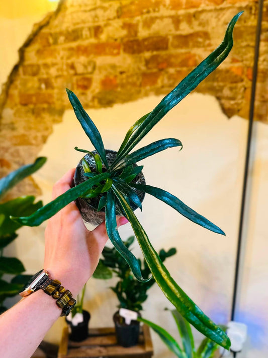 4" Blue Oil Fern