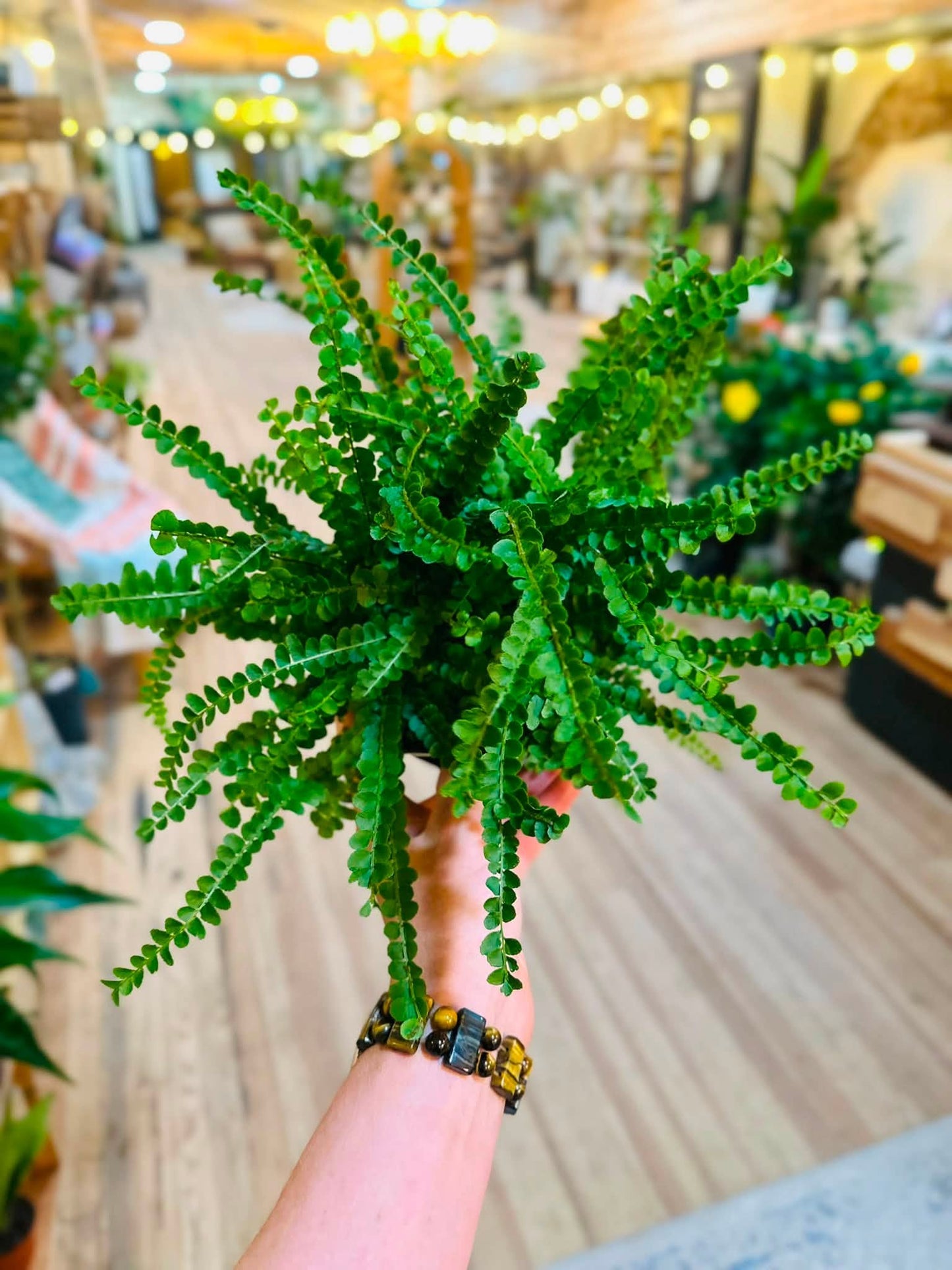 6" Lemon Button Fern