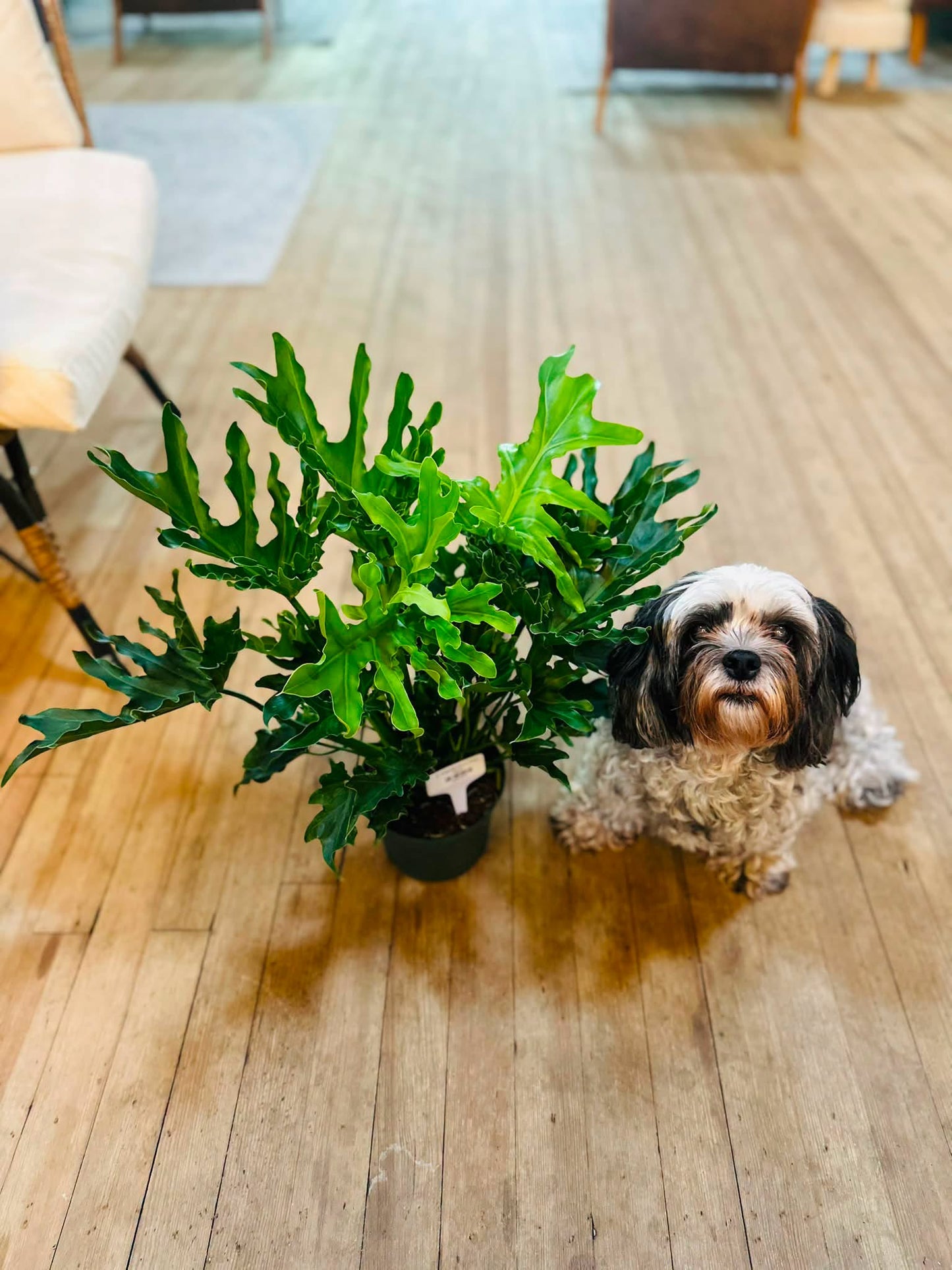6" Philodendron Hope