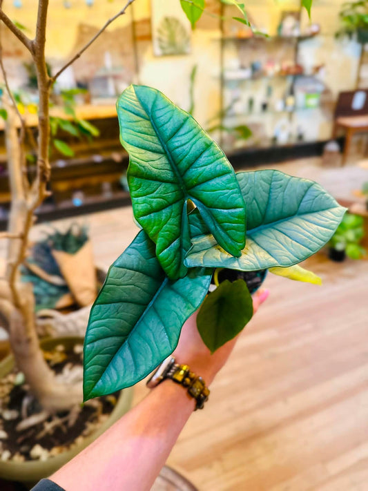 4" Alocasia Platinum