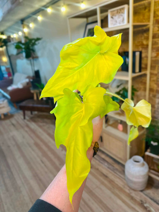 4" Philodendron Warscewiczii Aurea