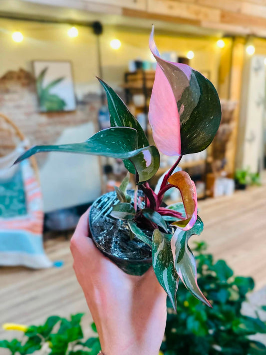 4" Philodendron Pink Princess