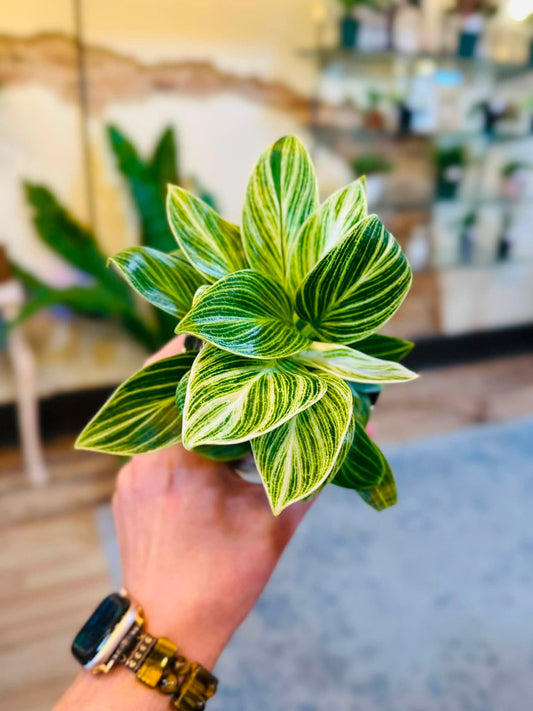4" Philodendron White Measure
