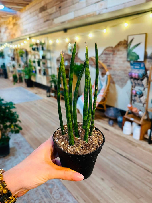 4" Cylindrical Snake Plant