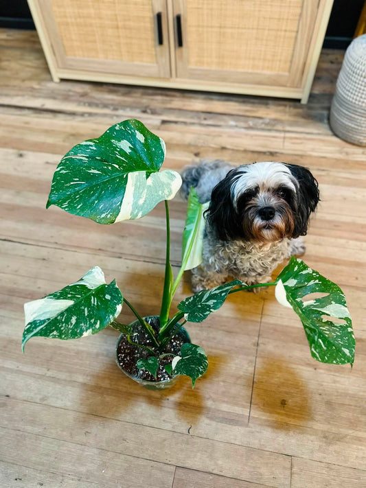 6" Monstera Thai Constellation