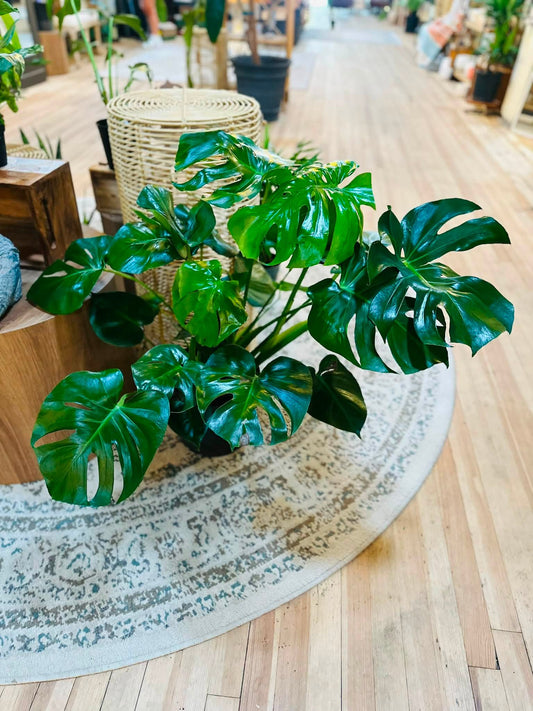10" Monstera Deliciosa