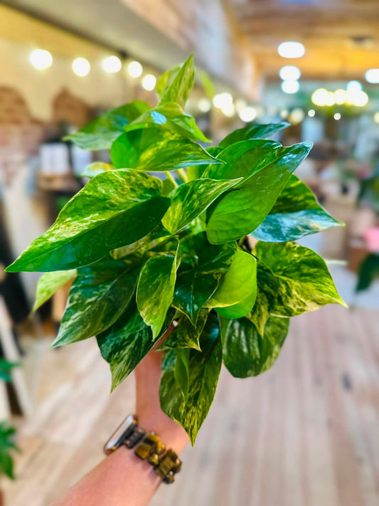 4" Marble Queen Pothos