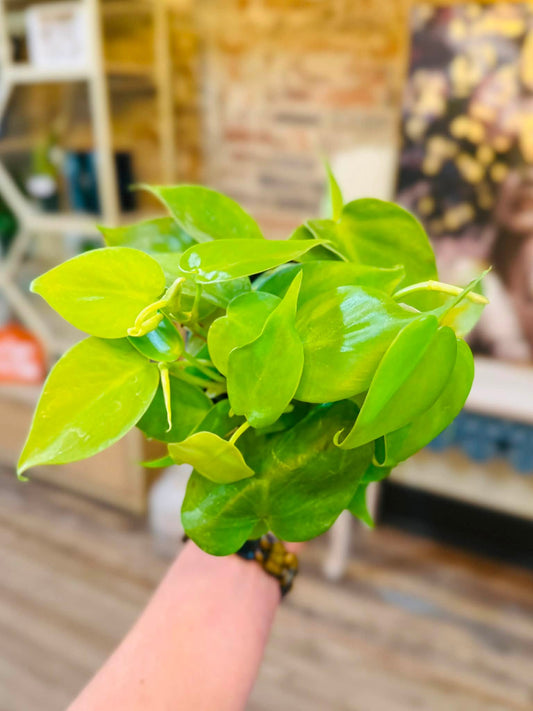 4" Philodendron Lemon Lime