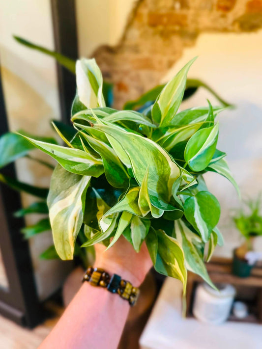 4" Philodendron Silver Stripe