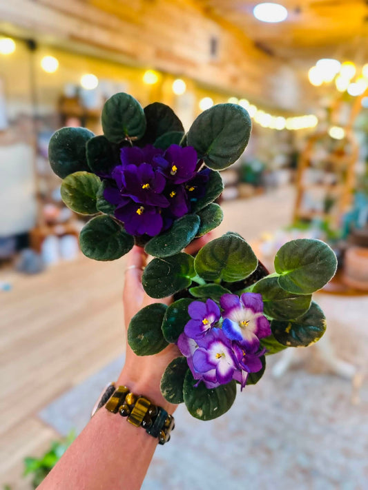 4" African Violet