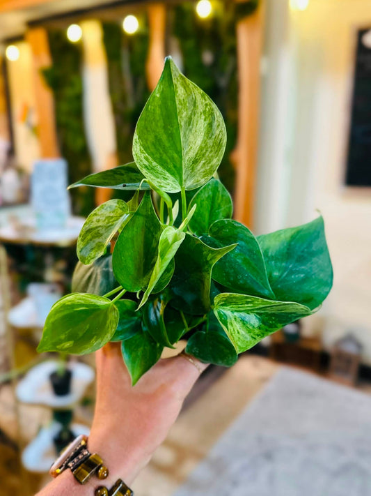 4" Variegated Heartleaf Philodendron