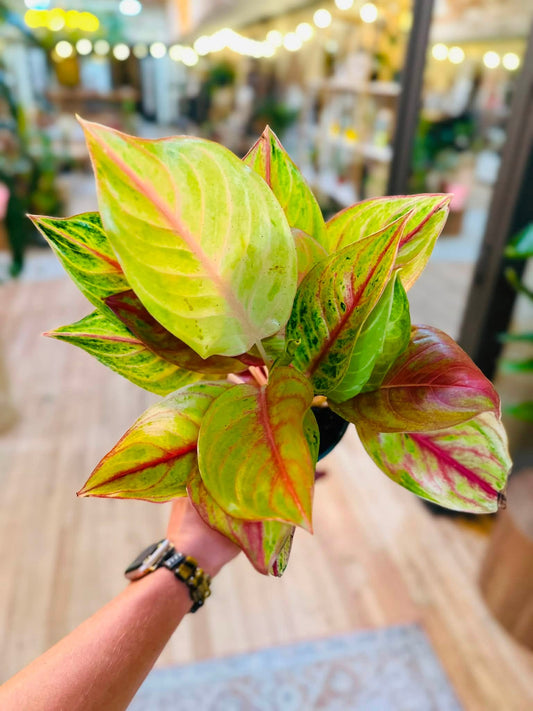 5" Aglaonema Golden Papaya