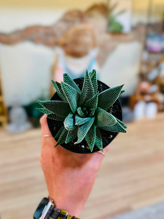 4" Haworthia Miami