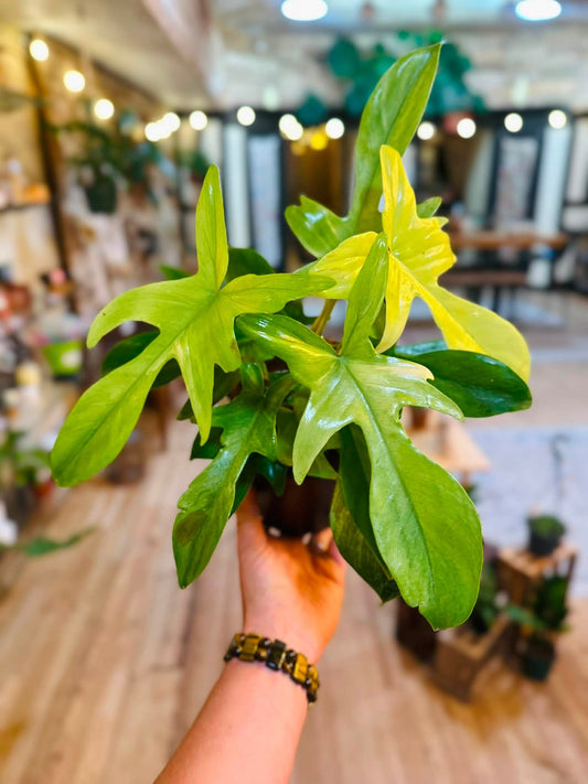 6" Philodendron Florida Ghost