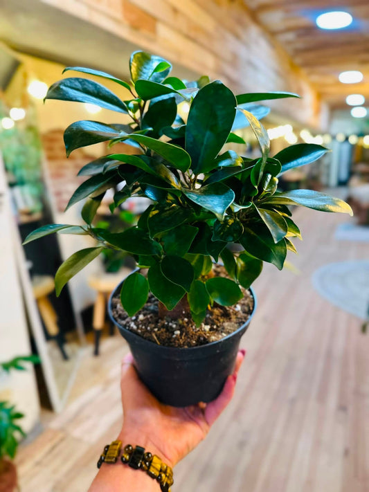 6" Ficus Microcarpa Ginseng